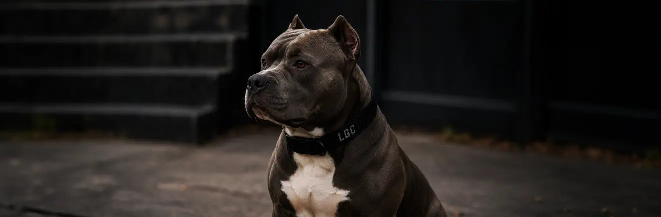 a dog